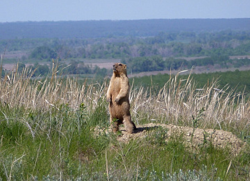 Фото Сурок свежемороженый (тушка)