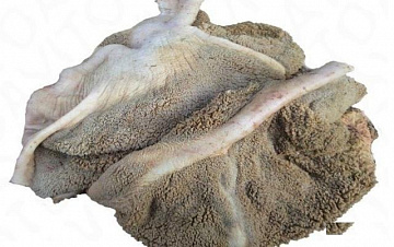 Фото Желудок северного оленя (не очищенный)