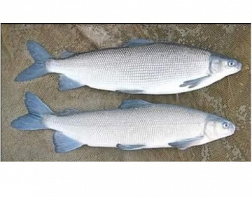 Фото Чир свежемороженый не потрошёный 0,5-1 кг