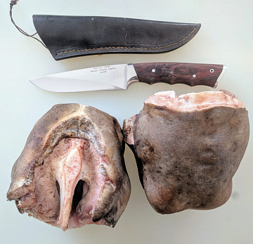 Фото Губа лося очищенная