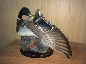 Фото Селезни в различных позах