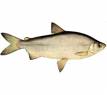 Фото Пелядь (400-900 г)