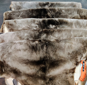 Превью Шкурка бобра выделанная