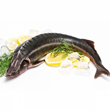 Фото Осётр свежемороженый (6-9 кг)