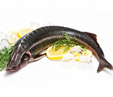 Осётр Ленский свежемороженый дикий (3-6 кг)
