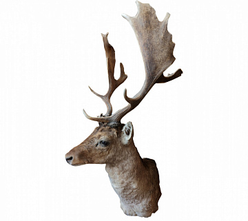 Фото Голова лани