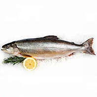 Голец свежемороженый блочной заморозки вылов 2025г 