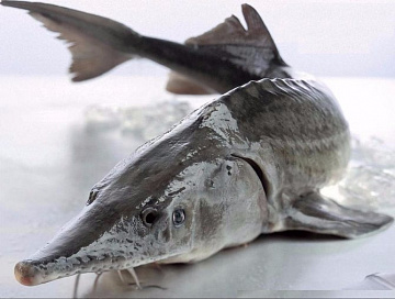 Фото Белуга замороженная без головы потрошеная 4-6 кг