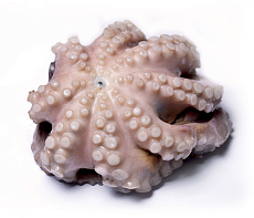 Осьминог  Марокко свежемороженый 1-2 кг