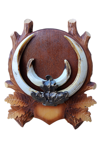 Фото Клыки кабана на резном медальоне
