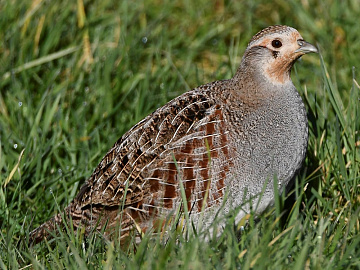 Фото Серая куропатка в пере 300 г