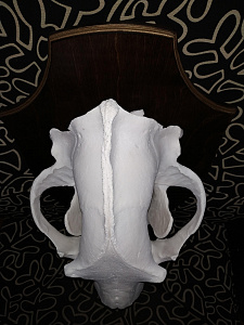 Превью Большой череп медведя