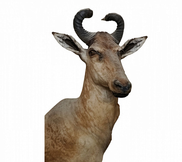 Фото Голова антилопы Хартебист
