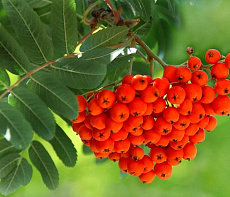 Рябина красная быстрозамороженная 500 гр