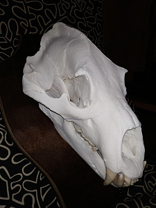 Превью Большой череп медведя