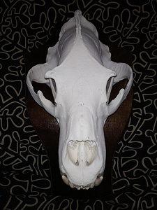 Превью Большой череп медведя